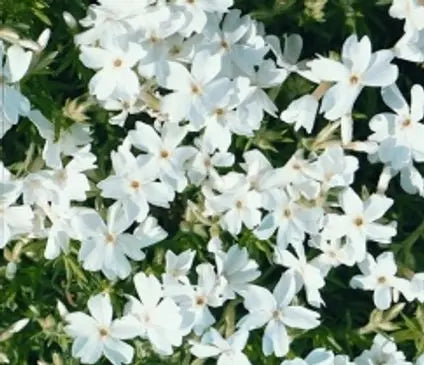 Phlox, Creeping Cotton Candy