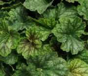 Coral Bells, Carnival Cocomint