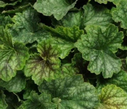 Coral Bells, Carnival Cocomint