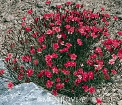 Dianthus, Flashing Lights