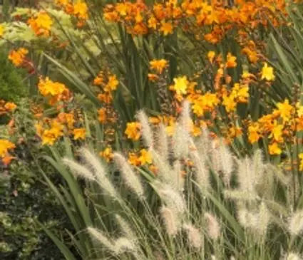 Fountain Grass, Little Bunny