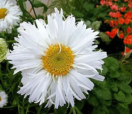 Daisy, Crazy Daisy Shasta