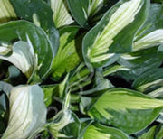 Hosta, Whirlwind