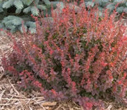 Barberry, Royal Burgundy