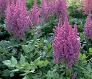 False Spirea, Visions