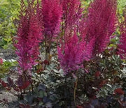 False Spirea, Mighty Chocolate Cherry