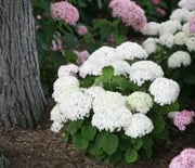 Hydrangea, Invincibelle Wee White