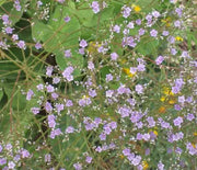 Sea Lavender