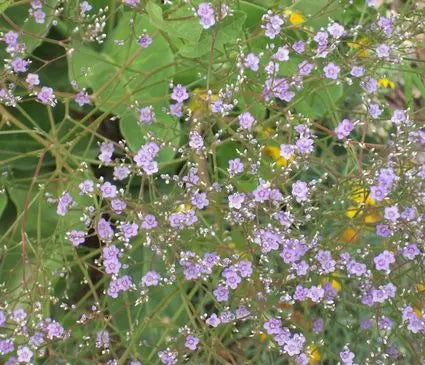 Sea Lavender