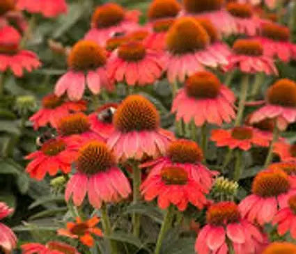 Coneflower, Sombrero Hot Coral