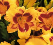 Daylily, Black Eyed Susan