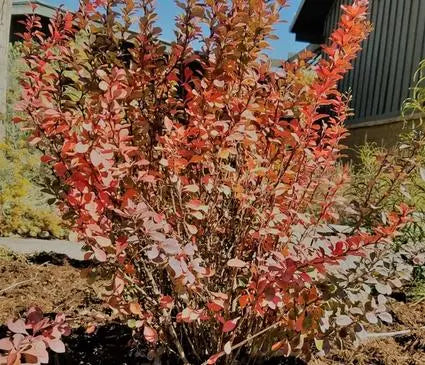 Barberry, Pow Wow