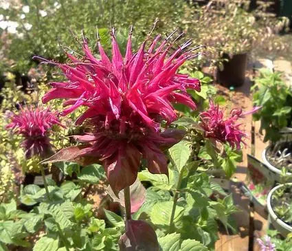 Bee Balm, Raspberry Wine (Bergamot)