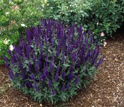 Meadow Sage, Blue Queen