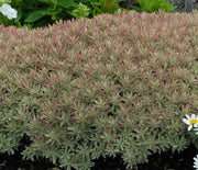 Spurge, First Blush