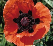 Poppy, Oriental Prince of Orange