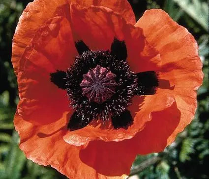 Poppy, Oriental Prince of Orange