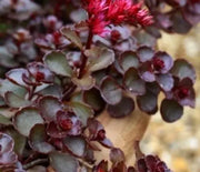 Sedum, Voo Doo