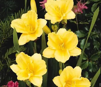 Daylily, Happy Returns