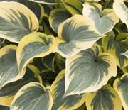 Hosta, First Frost