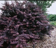 Barberry, Burgundy Carousel