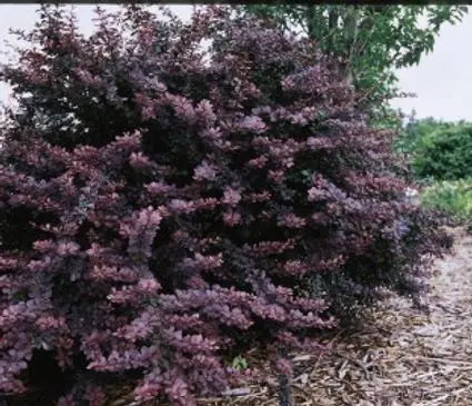 Barberry, Burgundy Carousel