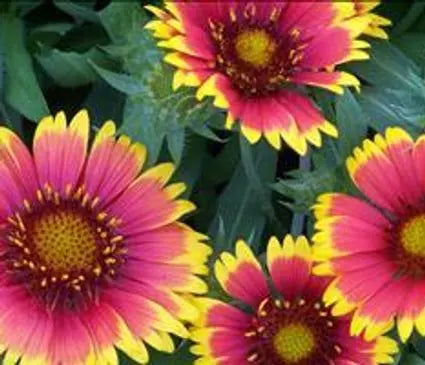 Blanket Flower, Arizona Sun
