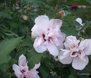 Rose of Sharon, Blushing Bride