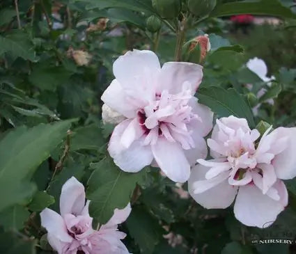 Rose of Sharon, Blushing Bride