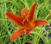 Daylily, Autumn Red