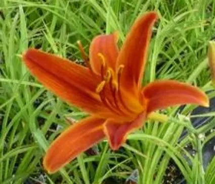 Daylily, Autumn Red