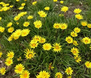 Gazania, Hardy Colorado Gold