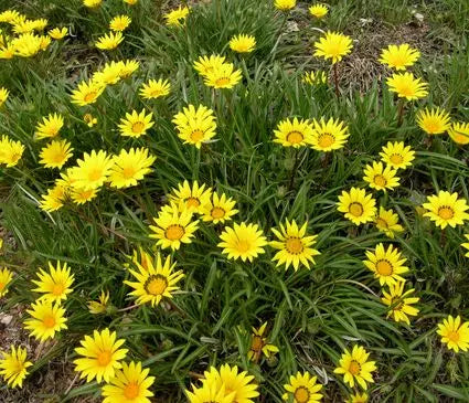 Gazania, Hardy Colorado Gold