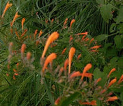 Agastache, Coronado