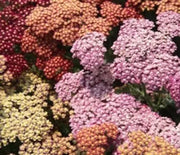 Yarrow  Summer Berries