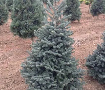 Fir, Balsam Tyler Blue