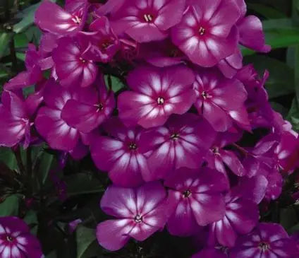 Phlox, Garden Grape Lollipop