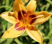 Daylily, Maja