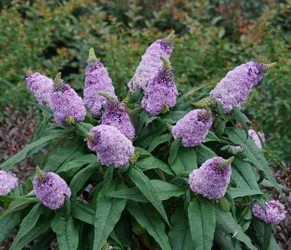 Butterfly Bush, Pugster Amethyst
