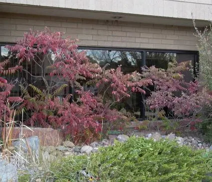 Sumac, Rocky Mountain