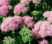 Sedum, Autumn Joy