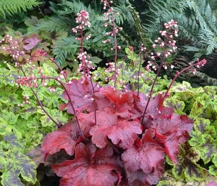 Coral Bells, Fire Alarm