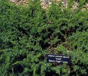 Juniper, Blueberry Delight