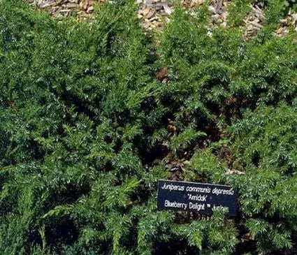 Juniper, Blueberry Delight