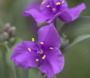 Spiderwort, Concord Grape
