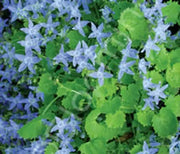 Bellflower, Dickson's Gold