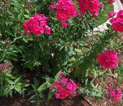Phlox, Garden Starfire
