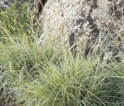 Sedge, Blue
