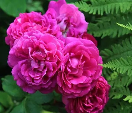 Rose, Ruby Voodoo