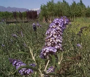 Butterfly Bush, Nanho Blue